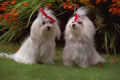 659026 Two Pet Maltese A4 Photo Print