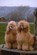659027 Two Apricot Poodles A4 Photo Print