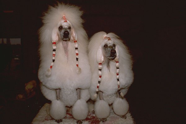 659028 Two White Standard Poodles Fringing In Bands A4 Photo Print