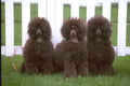 659029 Three Young Chocolate Poodles A4 Photo Print