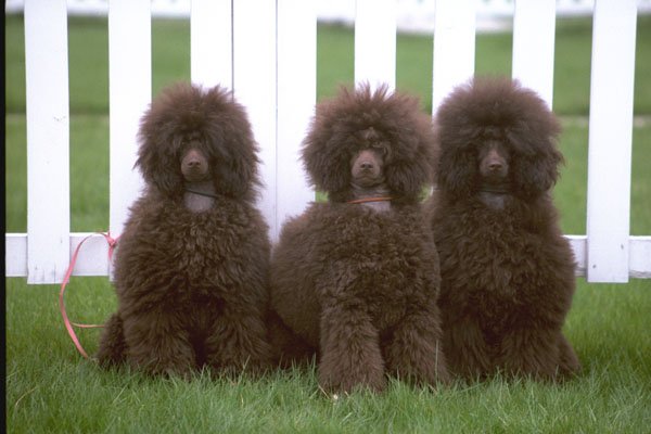 659029 Three Young Chocolate Poodles A4 Photo Print