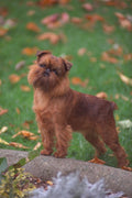 659030 Brussels Griffon A4 Photo Print