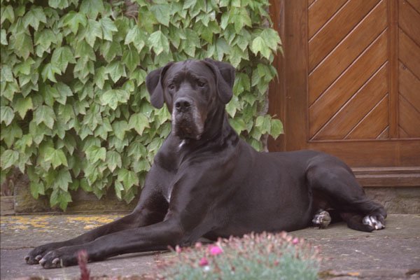 659031 Great Dane, Lying In Front Of Door A4 Photo Print