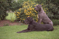 659032 Two Great Danes Sitting On Lawn A4 Photo Print