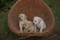 659033 Three Labrador Retriever Puppies Sitting In Basket A4 Photo Print