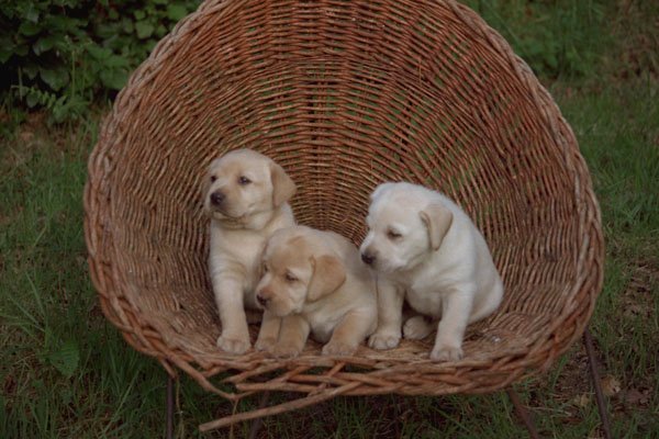 659033 Three Labrador Retriever Puppies Sitting In Basket A4 Photo Print