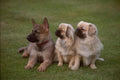 659034 Young German Shepherd Dog With Two Tibetan Spaniels A4 Photo Print