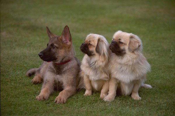 659034 Young German Shepherd Dog With Two Tibetan Spaniels A4 Photo Print