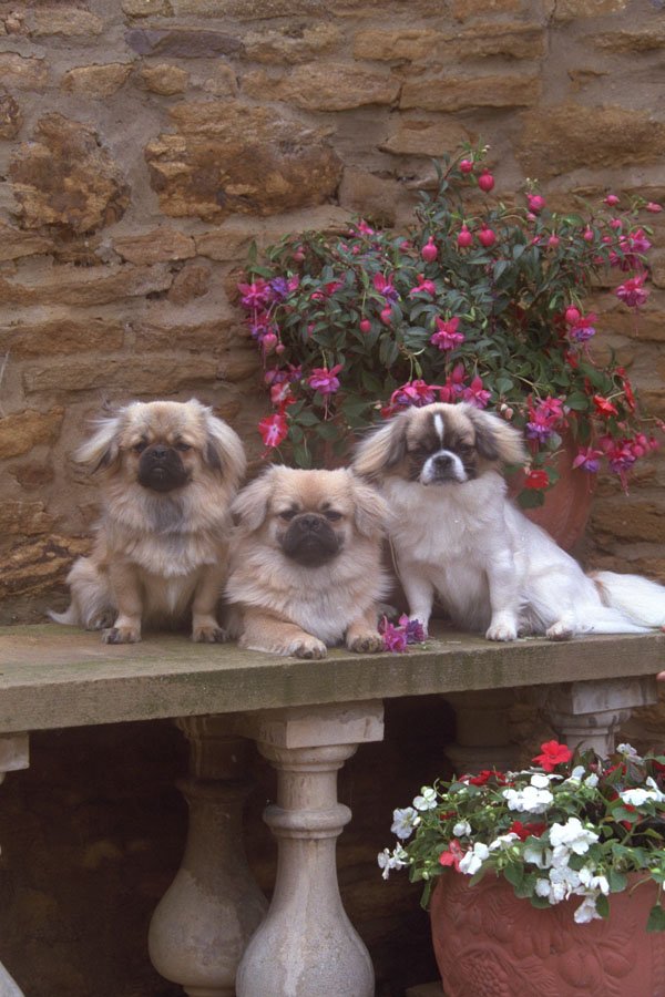 659035 Three Tibetan Spaniels Sitting With Plants A4 Photo Print
