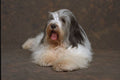659036 Polish Lowland Sheepdog Lying A4 Photo Print