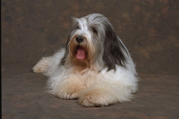 659036 Polish Lowland Sheepdog Lying A4 Photo Print