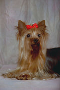 659037 Yorkshire Terrier Sitting A4 Photo Print