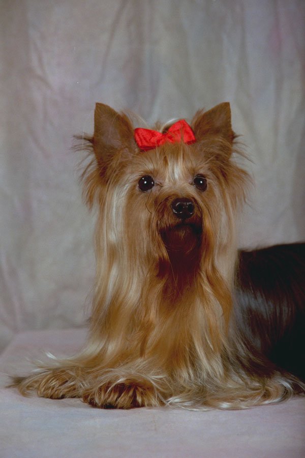659037 Yorkshire Terrier Sitting A4 Photo Print