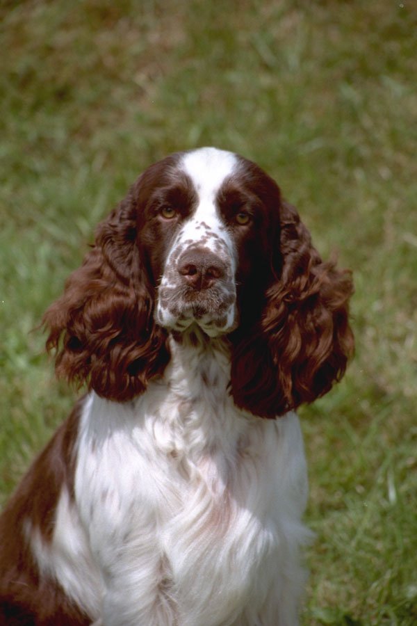 659038 English Springer Spaniel Head Shot A4 Photo Print