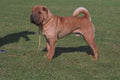 659039 Red Shar Pei Standing A4 Photo Print