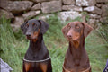659040 Black And Tan Doberman, Head Shot A4 Photo Print