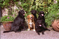 659041 Three Labradors With Nova Scotia Duck Trolling Retriever A4 Photo Print