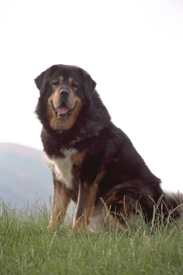 659042 Black And Tan Tibetan Mastiff Sitting A4 Photo Print