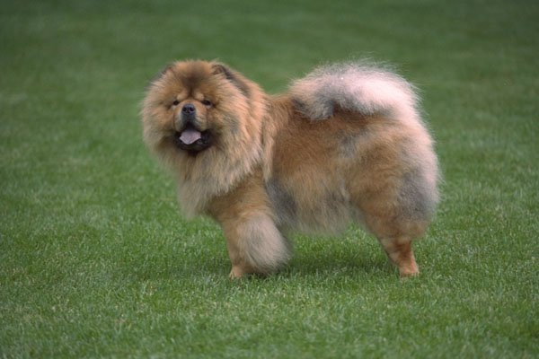 659043 Chowkan Malamute A4 Photo Print