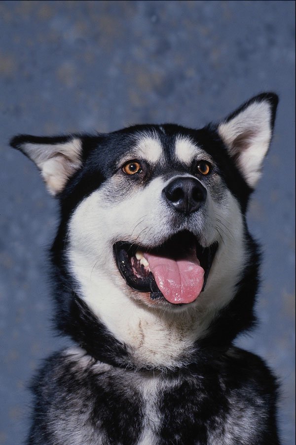 659044 Alaskan Malamute A4 Photo Print