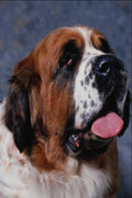 659045 St. Bernard A4 Photo Print