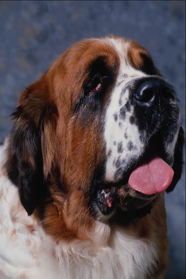 659045 St. Bernard A4 Photo Print