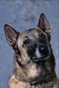 659046 Belgium Shepherd Dog, Malinois A4 Photo Print