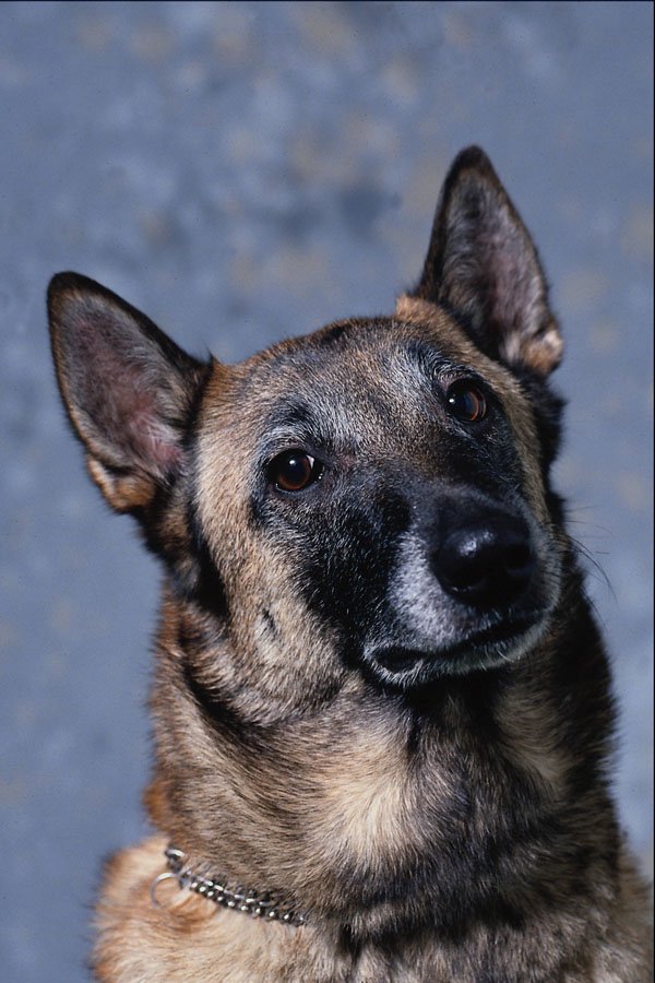 659046 Belgium Shepherd Dog, Malinois A4 Photo Print