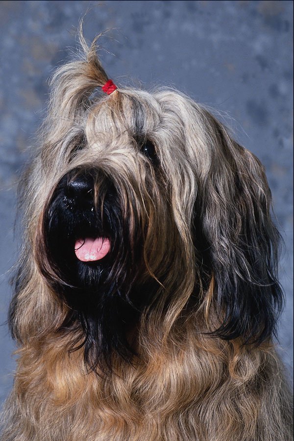659047 Briard A4 Photo Print
