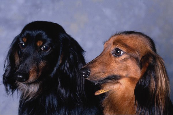 659048 Miniature Longhaired Dachshunds A4 Photo Print
