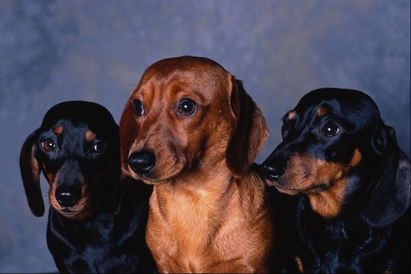 659049 Miniature Smooth haired Dachshunds A4 Photo Print