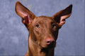 659050 Pharaoh Hound A4 Photo Print