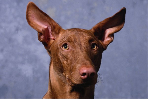 659050 Pharaoh Hound A4 Photo Print