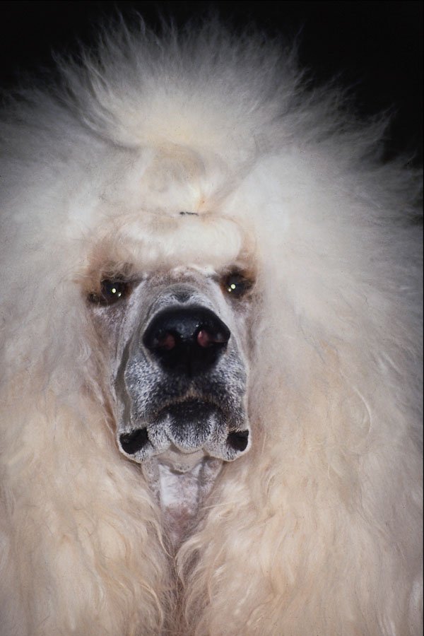 659051 Poodle A4 Photo Print