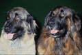 659052 Estrela Mountain Pair A4 Photo Print