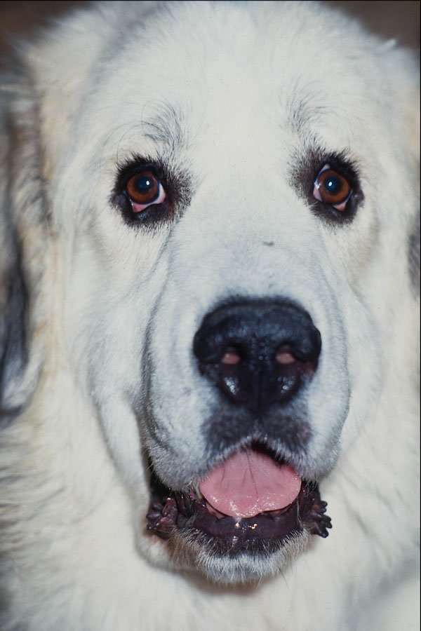 659053 White Newfoundland A4 Photo Print