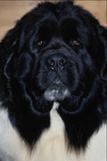 659054 Newfoundland A4 Photo Print