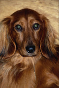 659055 Dachshund A4 Photo Print