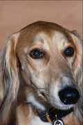659056 Saluki A4 Photo Print
