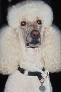 659057 Poodle A4 Photo Print