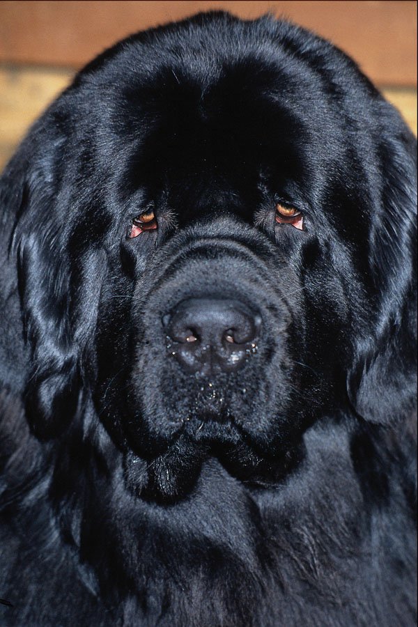 659058 Newfoundland A4 Photo Print