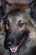 659061 Belgium Shepherd Dog, Malinois A4 Photo Print