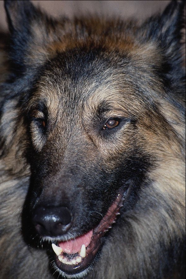 659061 Belgium Shepherd Dog, Malinois A4 Photo Print