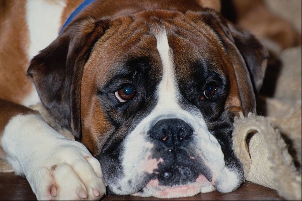 659062 Boxer A4 Photo Print