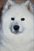 659063 Samoyed A4 Photo Print