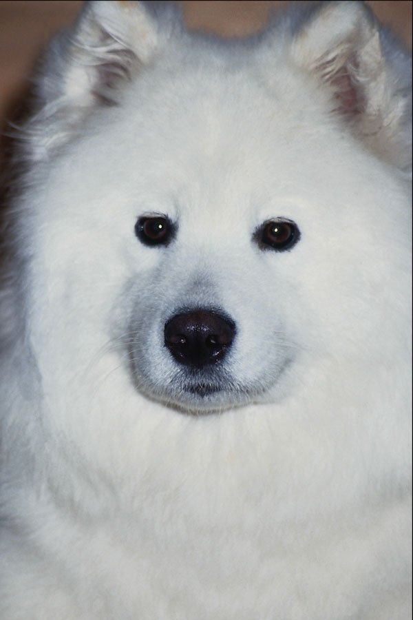 659063 Samoyed A4 Photo Print