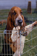 659064 Curious Basset Hound Looks At Rivals In Dog Show A4 Photo Print
