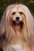 659065 Lhasa Apso A4 Photo Print