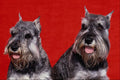 659066 Dusty And Murphy, Miniature Schnauzers A4 Photo Print