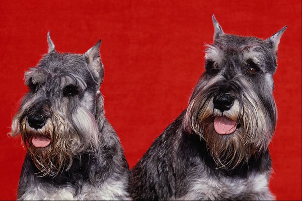 659066 Dusty And Murphy, Miniature Schnauzers A4 Photo Print